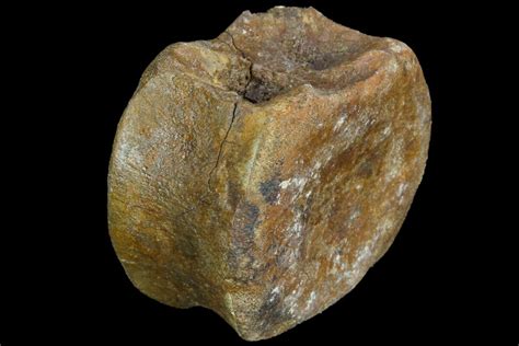 2.25" Hadrosaur Vertebra - Alberta (Disposition #000028-29) (#97036 ...