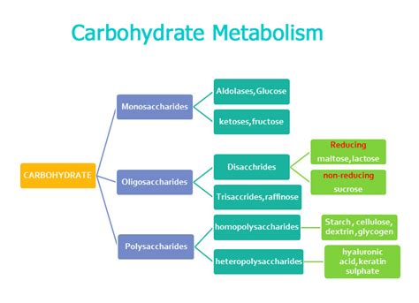 Steps In Carbohydrate Metabolism