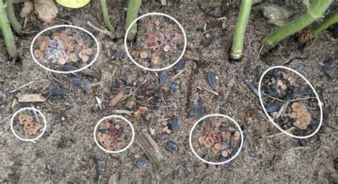 Sclerotinia Stem Rot (White Mold) in Soybean: What to Look For ...