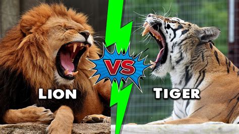 Lion Vs Tiger Vs Bear