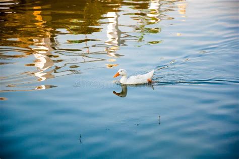 White Duck is Swimming on the Lake Stock Photo - Image of orange ...