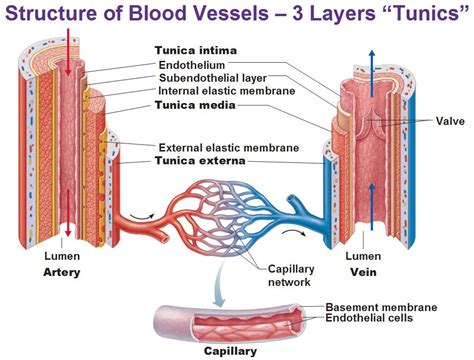 3 Layers of Blood Vessels - DejaaresSharp