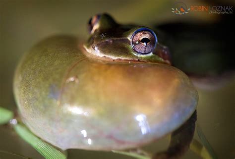 Robin Loznak Photography: Ribbit, ribbit, ribbit