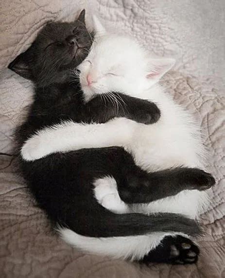 18 Incredibly Cute Pictures of Cuddling Cats