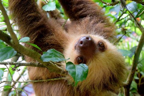 Sloth Sanctuary - Costa Rica's Atlantic Coast