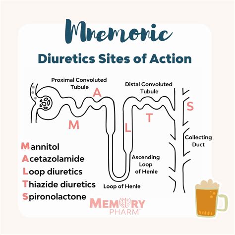 Diuretics Sites of Action – Memory Pharm