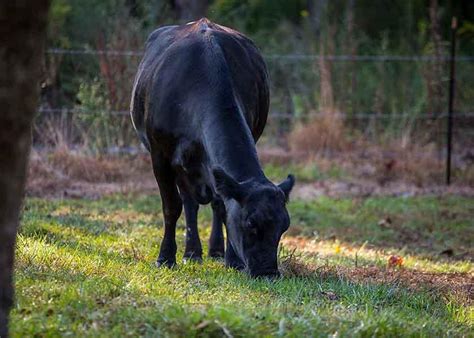 American Angus Association Elects New Officers, Board Leadership | Drovers