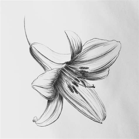 Lily flower. Pencil drawing. :: Behance