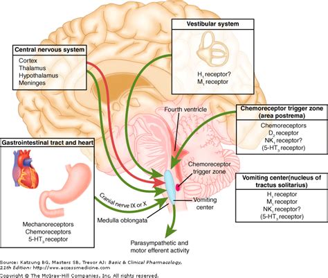 Differential Diagnosis of Nausea and Vomiting