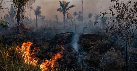 Amazon Deforestation Soars as Pandemic Hobbles Enforcement - The New ...