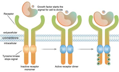 Receptor Tyrosine Kinase Structure