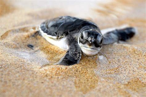 🔥 [50+] Baby Turtle Wallpapers | WallpaperSafari