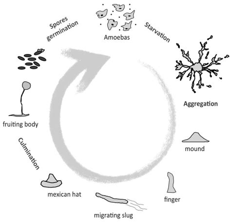 Amoeba Cell Model