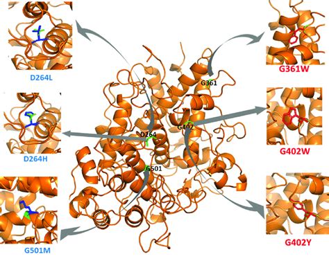 Structural representation of some key missense mutations. Missense ...