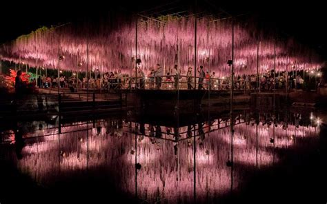 Where to See the Best Wisteria Blooms in Japan This Spring