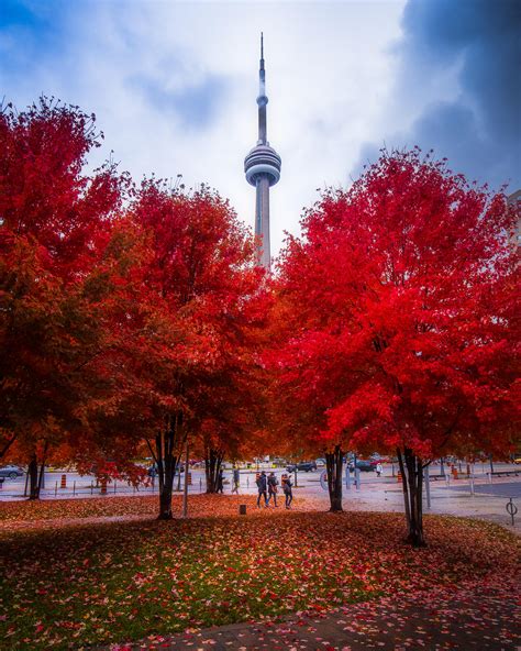 Fall colours peaked this weekend in Toronto. : r/pics