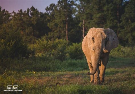 The Elephant Sanctuary in Hohenwald Is Like Nothing Else In Tennessee