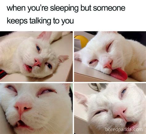 40 Of The Funniest Sleeping Memes Ever | かわいいペット, にゃんこ, 可愛い猫