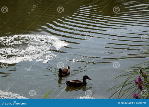 Feeding a Swimming Duck Family on a Pond in Europe Stock Photo - Image ...