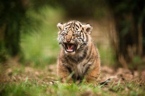 Tiger Cubs Wallpapers - Wallpaper Cave