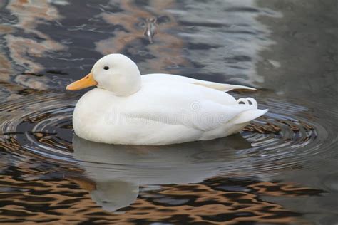 Duck swimming stock image. Image of animal, still, feathers - 11827063