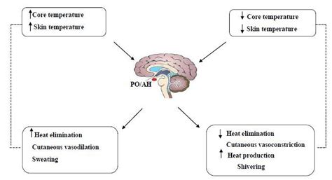 Thermoregulatory loop by involvement of hypothalamus. Dotted line shows ...