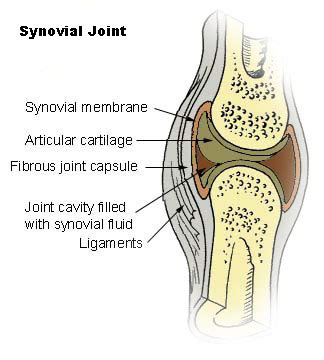 Synovial Membrane Function And Location