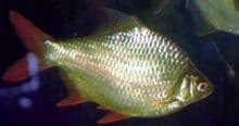 Tinfoil Barb - Habitat, Care, Breeding Guide - Inland Aquatics