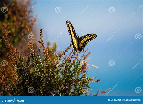 Anise Swallowtail stock photo. Image of flora, animal - 26467236