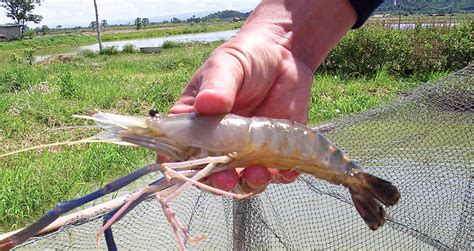 Freshwater prawn farming in Thailand - Responsible Seafood Advocate