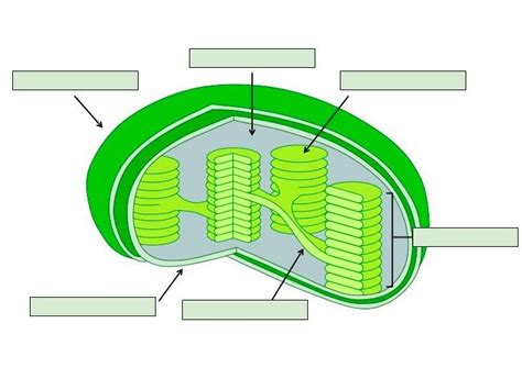 Chloroplast Structure Diagram | Quizlet