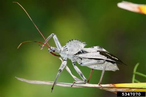 wheel bug (Arilus cristatus)