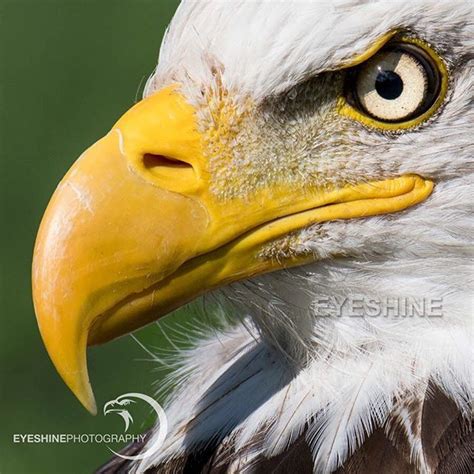 Beak | Bald Eagle . The hook at the tip is used for tearing. Behind the ...