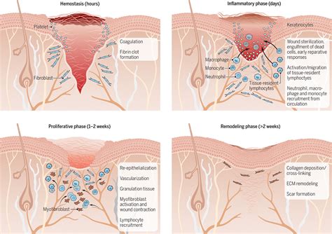 Regulatory T cells in skin injury: At the crossroads of tolerance and ...