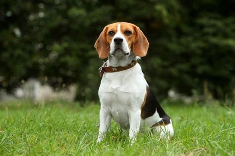 What Does A Beagle Basset Mix Look Like