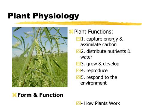 PPT - Plant Physiology PowerPoint Presentation, free download - ID:4183319