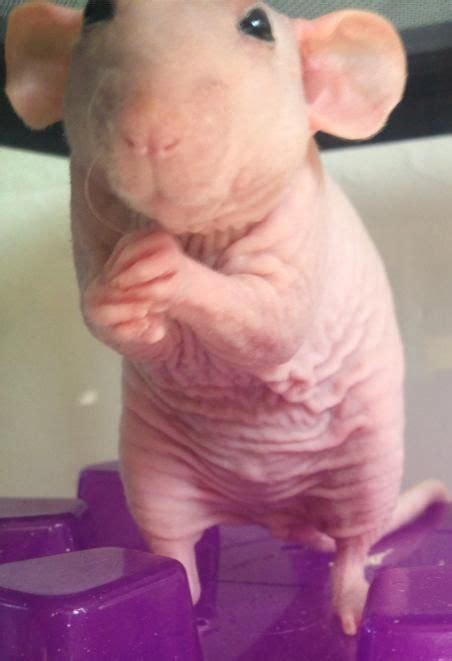 Top 13 Hairless Bald Animals in Case Your Were Curious | Hairless ...