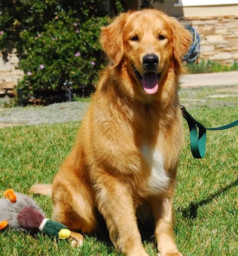 Golden Retriever Adoption Colorado Springs – Warehouse of Ideas