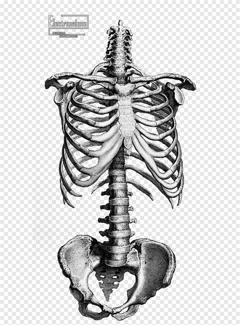 Skeleton illustration, Human skeleton Anatomy Drawing Bone, Skeleton ...