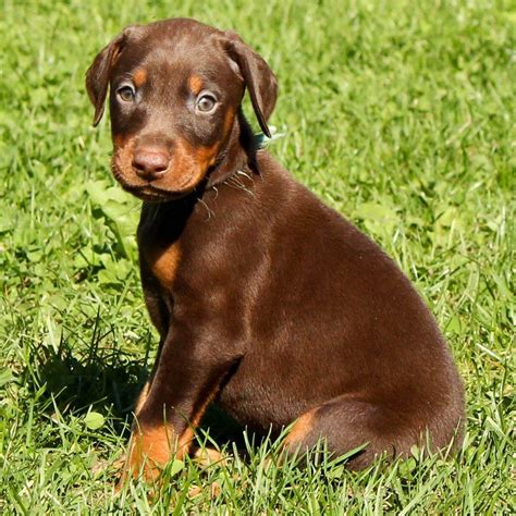 Brown Doberman Pinscher Pup | Doberman puppy, Brown doberman, Doberman ...