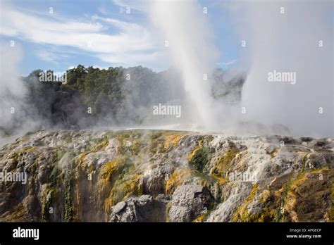 Pohutu geyser erupting steaming water in Te Puia in Whakarewarewa ...