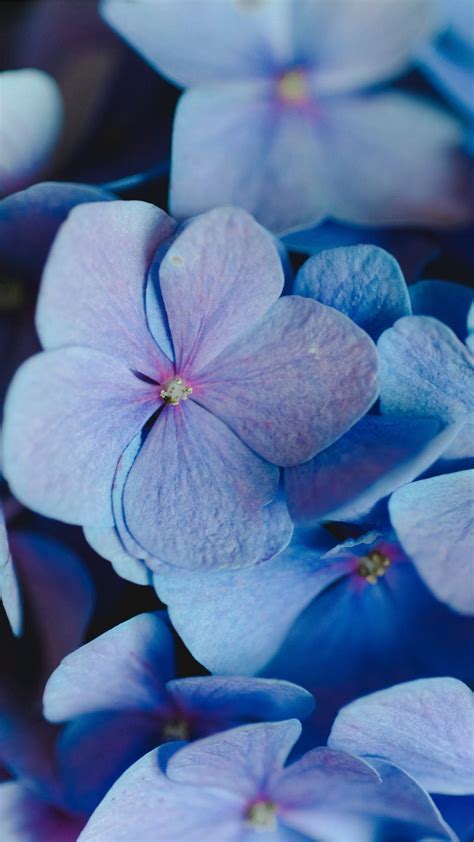 Periwinkle Color Wallpaper