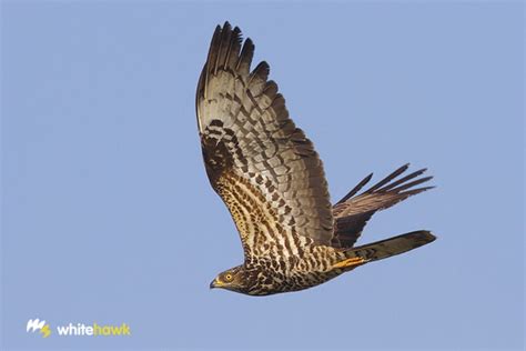 Honey Buzzard Migration | Whitehawk Birding Blog