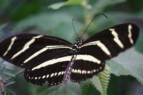 Butterfly Zebra Stripes - Free photo on Pixabay - Pixabay