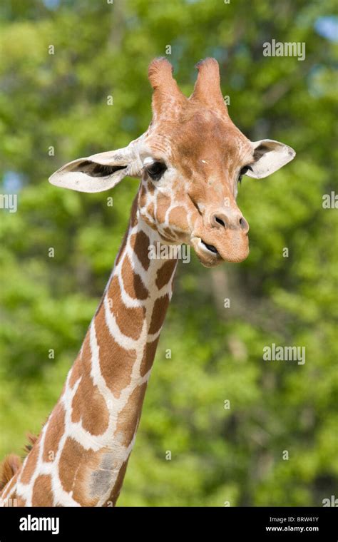 Giraffe Mammal Wildlife Herbivorous "Safari Animals" "Animal Head ...