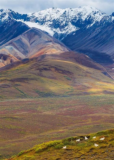 Denali National Park Tour & Vacations: Experience a Wild Frontier