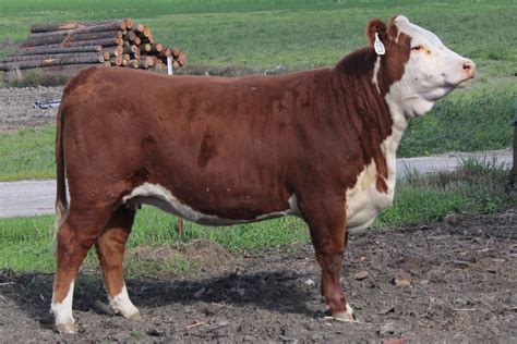 Hereford Cattle