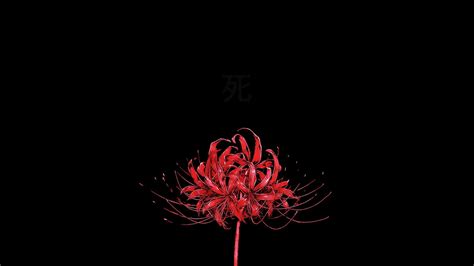 Red Spider Lily Wallpapers - Wallpaper Cave