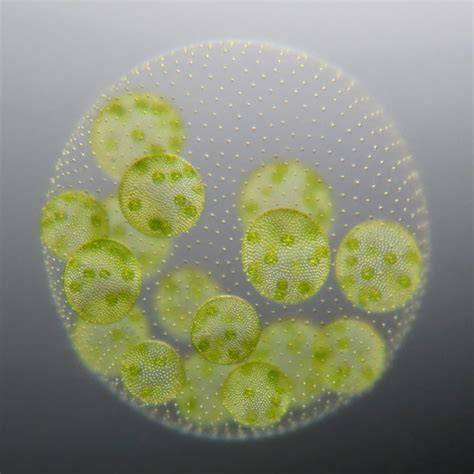 On Biology Unicellular to multicellular: What can the green alga Volvox ...