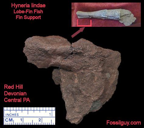 Fossilguy.com: Fish with Feet - Fossil Hunting at the Red Hill Devonian ...